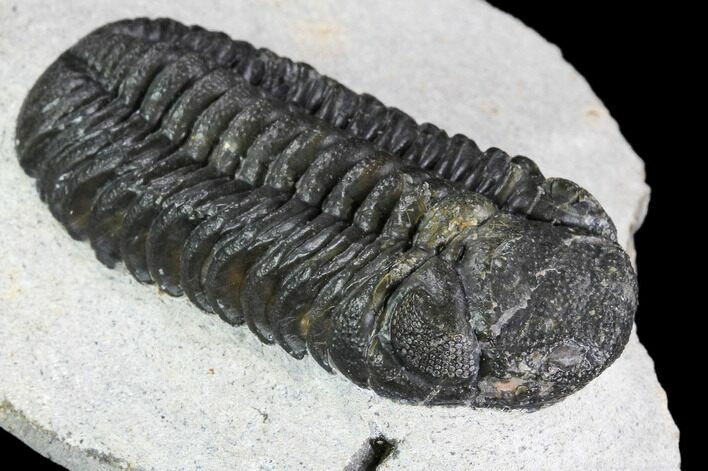 Bargain, Austerops Trilobite - Ofaten, Morocco #110645